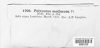 Polyporus molluscus image